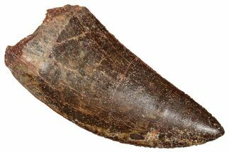 Serrated Carcharodontosaurus Tooth - Excellent Preservation #270455