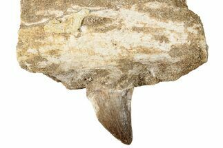 Mosasaur (Prognathodon) Tooth In Jaw Section #270573