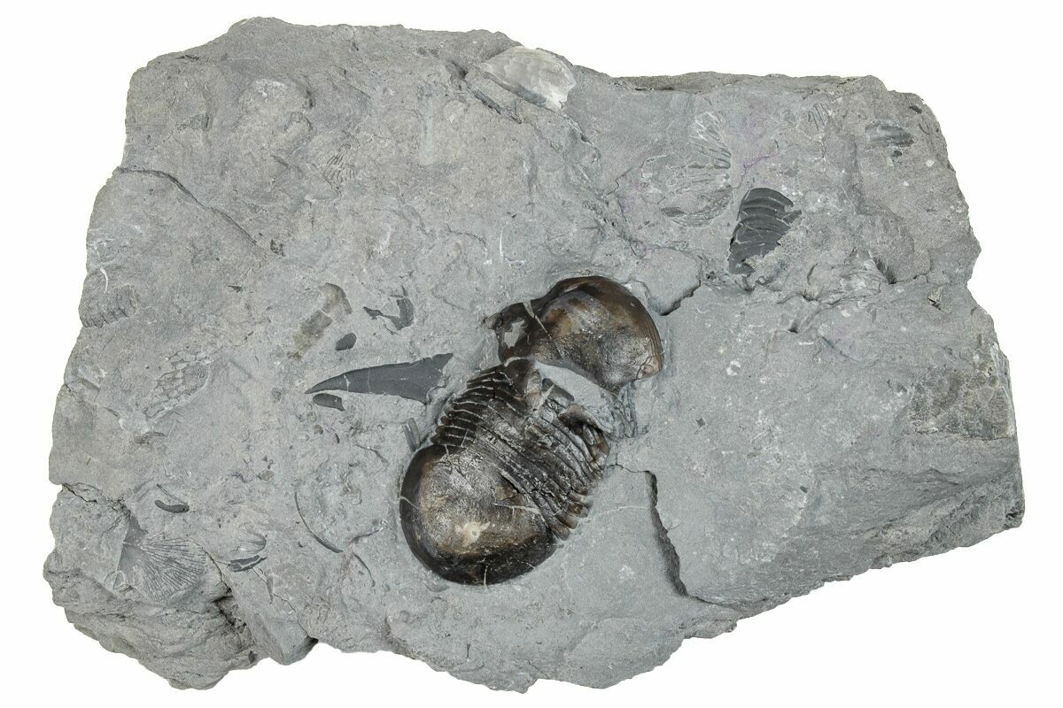 1.25" Bumastus Ioxus Trilobite New York (270309) For Sale