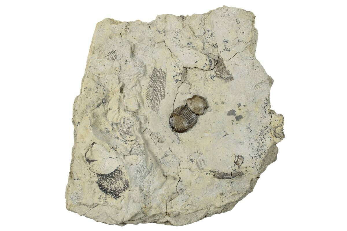 .75" Bumastus Ioxus Trilobite New York (270314) For Sale