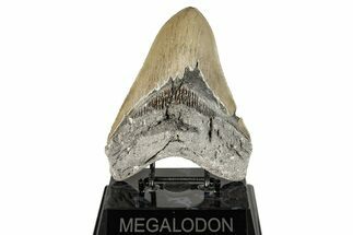 Serrated, Fossil Megalodon Tooth - North Carolina #270735