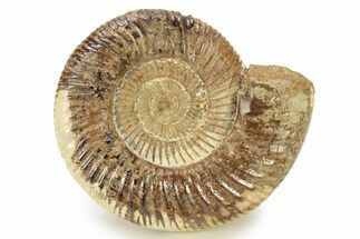 Polished Jurassic Ammonite (Perisphinctes) - Madagascar #270953