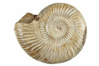 Polished Jurassic Ammonite (Perisphinctes) - Madagascar #270912