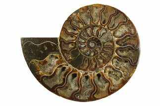 Cut & Polished Ammonite Fossil (Half) - Madagascar #270324