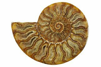 Cut & Polished Ammonite Fossil (Half) - Madagascar #270331