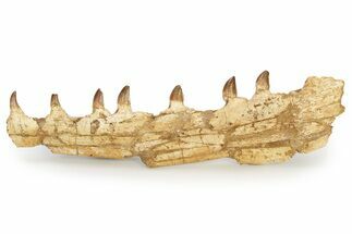 Mosasaur (Prognathodon?) Jaw with Seven Teeth - Morocco #270915