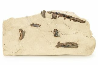 Fossil Fish Jaws and Shark Teeth in Rock - Asfla, Morocco #270943