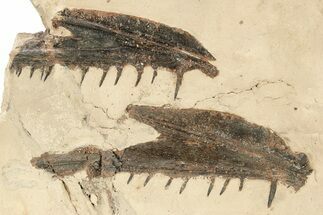 Fossil Fish Jaw Sections in Rock - Asfla, Morocco #270944