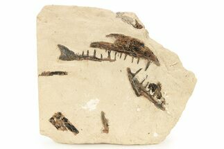 Fossil Fish Jaw Sections in Rock - Asfla, Morocco #270945