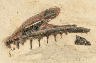 Fossil Fish Jaw Section in Rock - Asfla, Morocco #270949