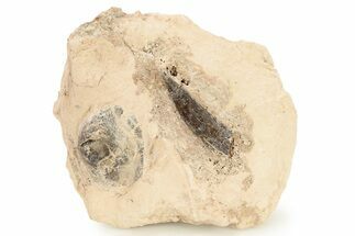 Fossil Polycotylid Plesiosaur (Thililua?) Tooth - Asfla, Morocco #270957