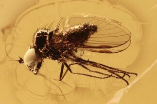 Detailed Fossil Fly (Microphorinae) With Huge Eyes In Baltic Amber #270581