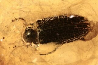 Fossil Soft-Bodied Plant Beetle (Artematopodidae) in Baltic Amber #270579