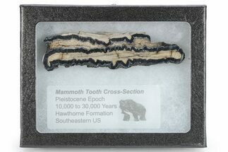 Mammoth Molar Slice with Case - South Carolina #266461