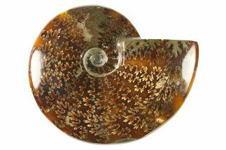 Polished Ammonite (Cleoniceras) Fossil - Madagascar #266345