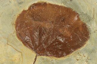 Fossil Leaf (Zizyphoides) - Montana #271033