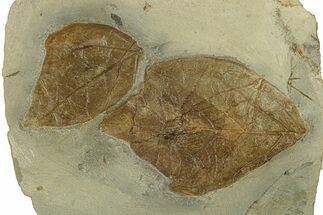 Plate with Two Fossil Leaves (Cissites) - Montana #271046
