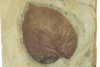 Fossil Leaf (Davidia) - Montana #270962