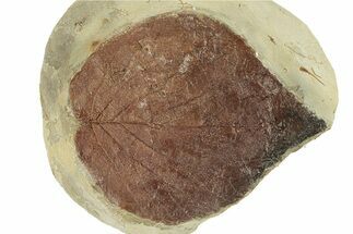 Fossil Leaf (Beringiaphyllum) - Montana #270985