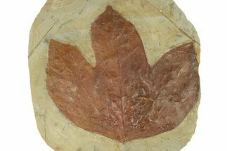 Fossil Sycamore Leaf (Macginitiea) - Montana #270995