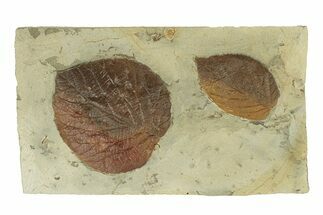 Plate with Two Fossil Leaves (Two Species) - Montana #270996