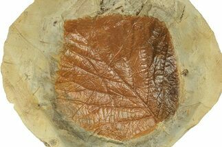 Fossil Leaf (Davidia) - Montana #271002