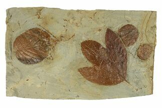 Plate with Four Fossil Leaves (Three Species) - Montana #271014