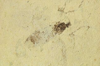 Detailed Fossil Fly (Plecia) - France #267654