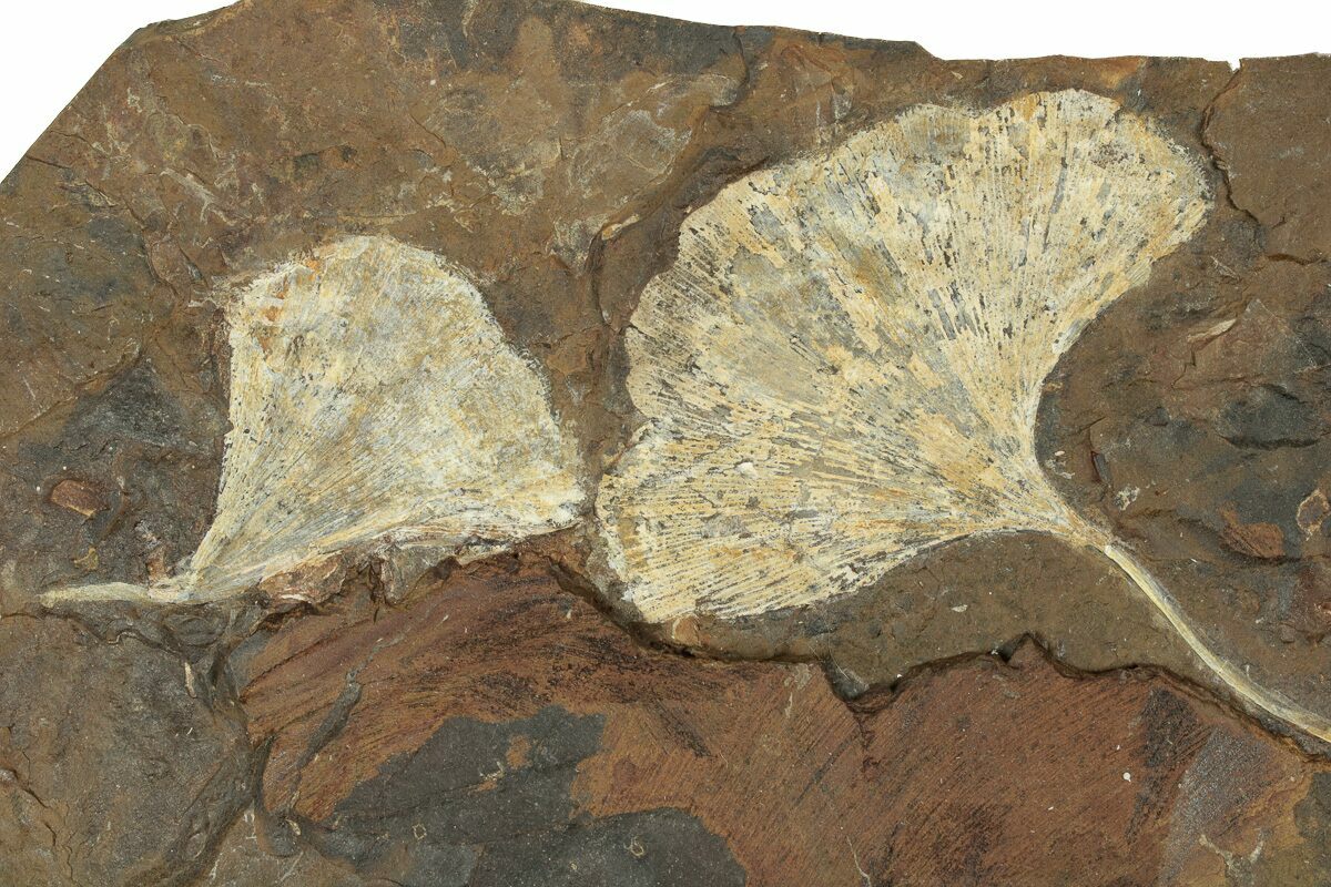 Two Paleocene Fossil Ginkgo Leaves North Dakota (271062) For Sale