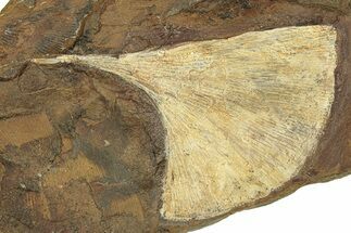 Paleocene Fossil Ginkgo Leaf - North Dakota #271097