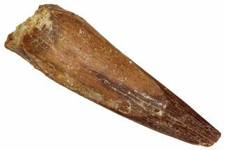 Fossil Pterosaur (Siroccopteryx) Tooth - Morocco #268976