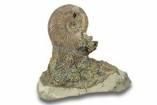 Iridescent, Pyritized Ammonite (Quenstedticeras) Fossil Display #266842