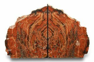 Tall, Colorful Arizona Petrified Wood Bookends #271125