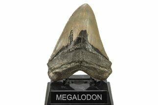 Huge, Fossil Megalodon Tooth - Serrated Blade #271104