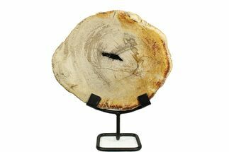 Petrified Wood (Tropical Hardwood) Round with Stand - Indonesia #271164
