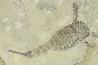 Eurypterus (Sea Scorpion) Fossil - Ukraine #271275