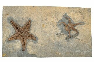 Detailed Ordovician Fossil Starfish With Brittle Star - Morocco #271328