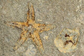 Ordovician Starfish Fossil With Edrioasteroid - Morocco #271350