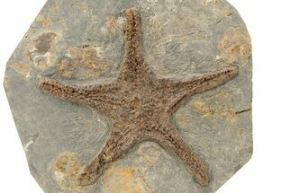 Very Detailed, Ordovician Fossil Starfish - Morocco #271432