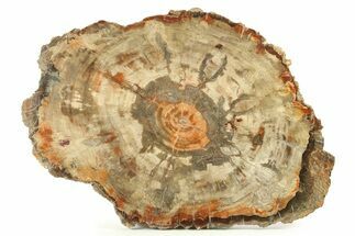 Colorful, Petrified Wood (Araucaria) Round - Fungal Rot! #271239