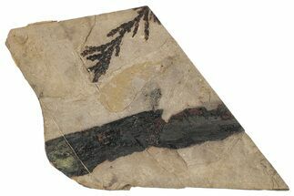 Conifer (Chamaecyparis?) Fossil - McAbee, BC #271258