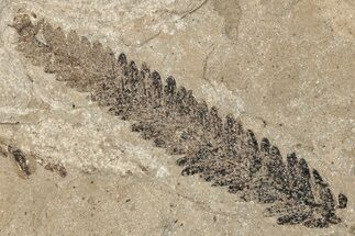 Conifer Needle (Metasequoia) Fossil - McAbee, BC #271265