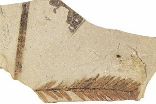 Conifer Needle (Sequoia) Fossil - McAbee, BC #271347