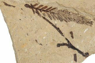 Conifer Needle (Metasequoia) Fossil - McAbee, BC #271382