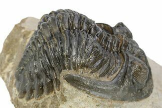 Detailed Hollardops Trilobite - Orange Eye Preservation #271531