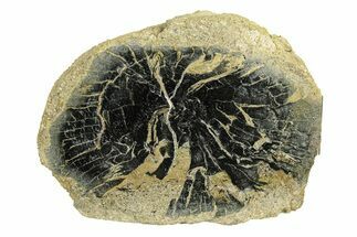 Polished Petrified Wood Limb Round - Indonesia #271453