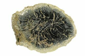 Polished Petrified Wood Limb Round - Indonesia #271465