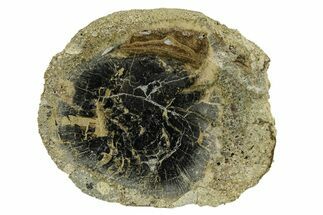 Polished Petrified Wood Limb Round - Indonesia #271466