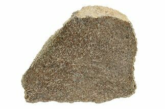 Polished Dinosaur Bone (Gembone) Slab - Morocco #271410