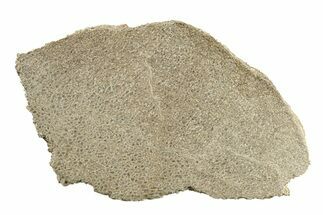 Polished Dinosaur Bone (Gembone) Slab - Morocco #271423